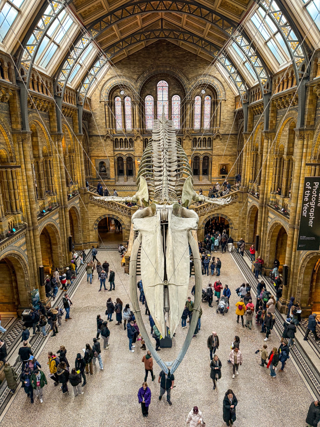 Blue whale skeleton suspended in the Natural History Museum hall