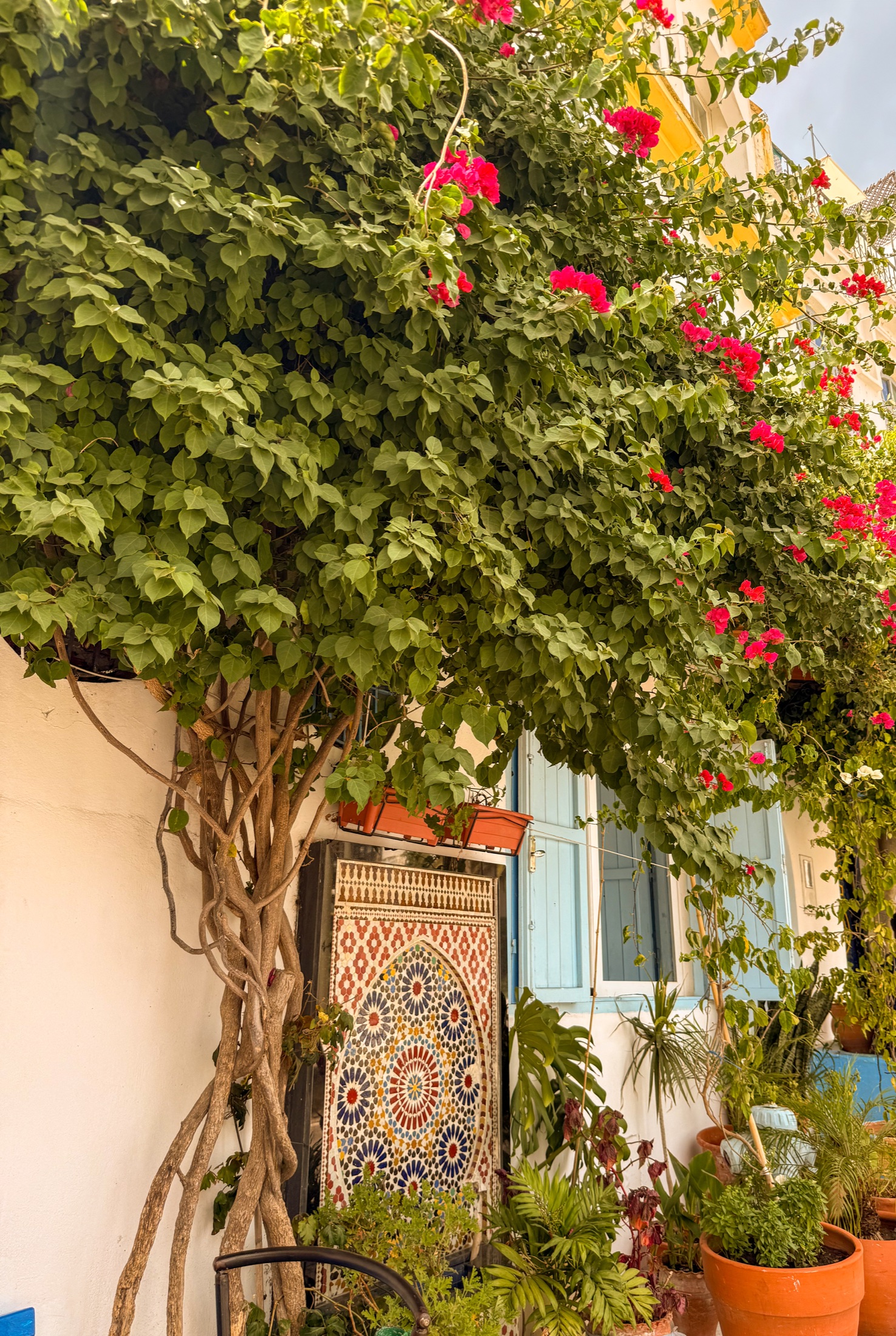 A flower-framed doorway in Tangier